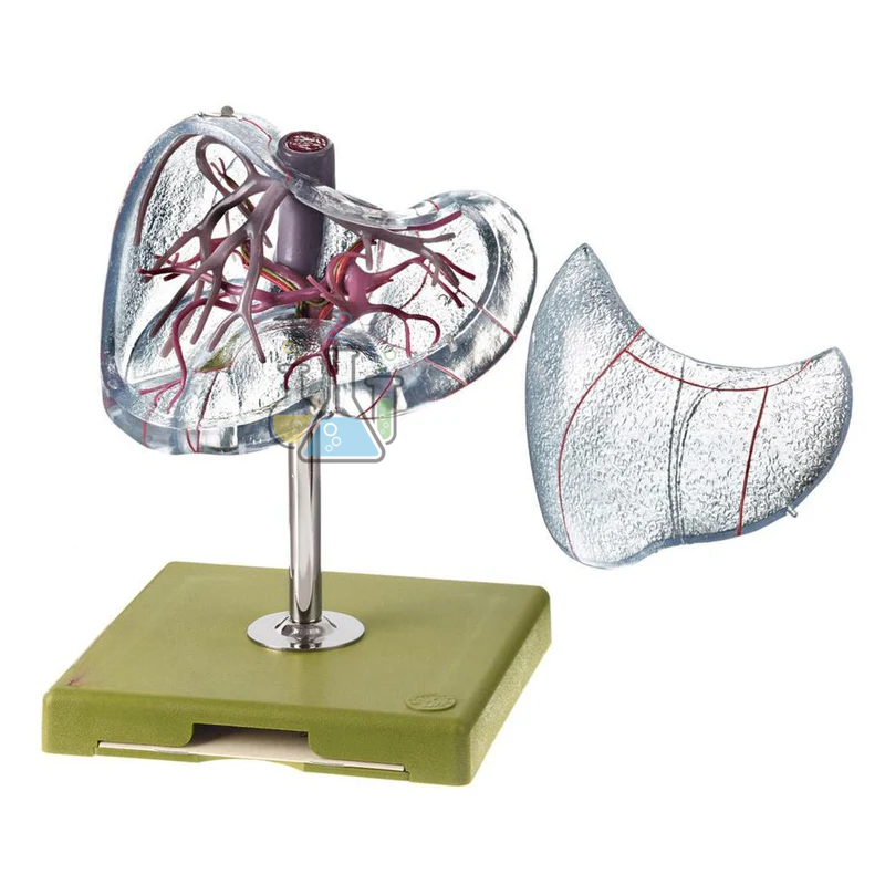 Vascular Architecture Of The Liver Model